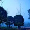 Avatar 1