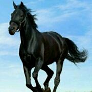 zp**** 東横INN札幌すすきの交差点 クーポン