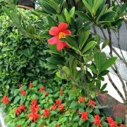 訪客 逸林酒店優惠