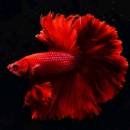 Yuyudetianmaxingkong