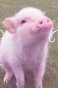 Hanhanhanmiao 天然温泉 凌雲の湯 御宿 野乃 浅草 クーポン