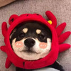https://ak-d.tripcdn.com/images/Z80m180000014eh5rA5BF.jpg