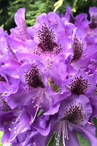 6893**** 武漢光谷皇冠假日飯店優惠