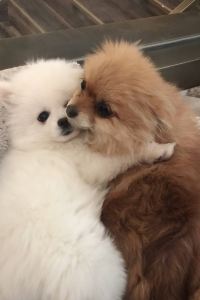 _WeChat28198**** 斯塔特仙遊飯店優惠