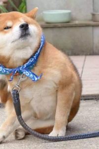 Youyoubaishu 普陀山開元觀堂優惠