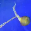 Avatar 3