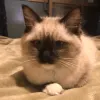 Avatar 1