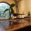 Avatar 1