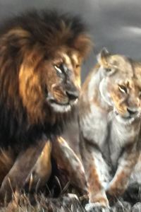 Tudouhenangua 多倫多機場福朋喜來登酒店優惠