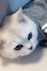 GOLDEN AZ 힐튼 가든 인 서울 강남 쿠폰