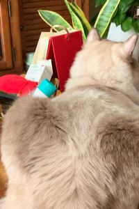 Xianxianxiaozi ホテルエコノ東金沢 クーポン