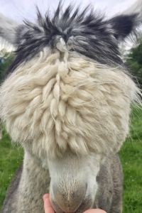 Yuanguizaihuayuan 大理攬雲塵宿客棧優惠