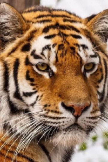 Bettle 長隆橫琴灣酒店（珠海長隆旗艦店）優惠