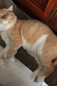 Benbobaerche 那霸久米比比飯店優惠