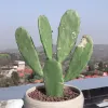 Avatar 1