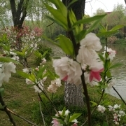 皮卡丘dudu