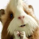 Dongbeixiaohuanxiong