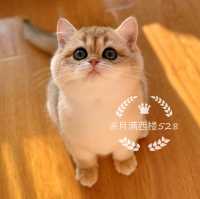 月满西楼528