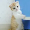 Avatar 1