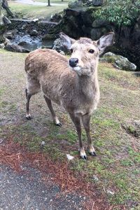 Dacangcunsamansuo 塘廈三正半山温泉酒店優惠
