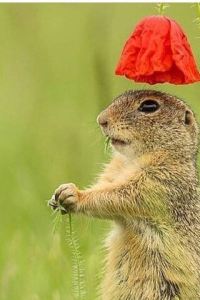 Zhuzhuxiaonanzi 查爾斯頓河景温德姆拉昆塔套房酒店優惠