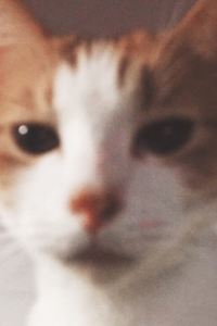 xxxu99 二世古楓葉酒店優惠