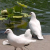 https://ak-d.tripcdn.com/images/Z80t15000000y0fru51AD.jpg