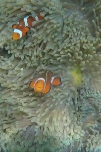 M29100**** 希迪特酒店優惠