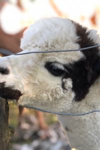 Duoduoyan 香港JW萬豪酒店優惠