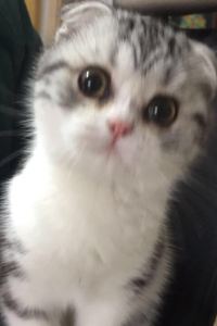 Yexiaozhouya 大阪爾樂喜恩特飯店優惠