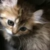 Avatar 1