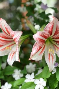 Xiwei 澳門喜來登大酒店優惠