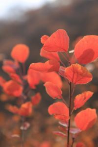 Haobaishao 楓雨國際公寓（珠海橫琴口岸店）優惠