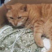 carol555hk 檳城尼奧酒店 （檳城對抗新冠肺炎認證）優惠