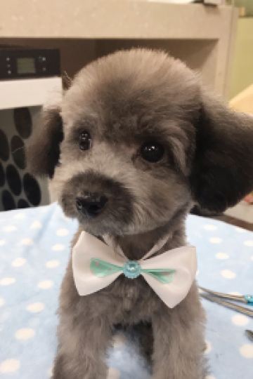 Minimidoudou 金乃竹 仙石原 クーポン