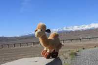 小骆驼爱旅行爱美食