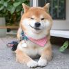 user-icon
