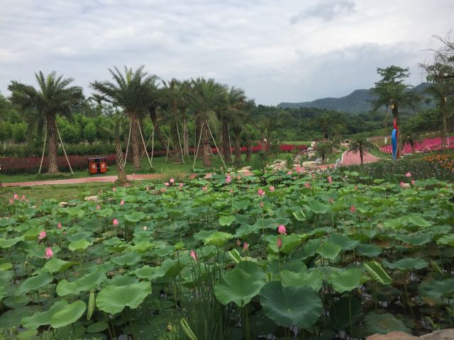 Shunan Huahai