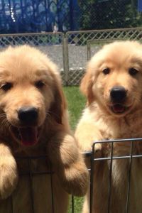 ゲスト フェアフィールド･バイ･マリオット･岐阜清流里山公園 クーポン