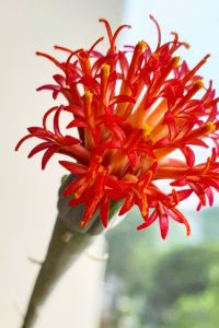 訪客 西雅圖紅頂客棧優惠