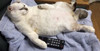 too lazy cat