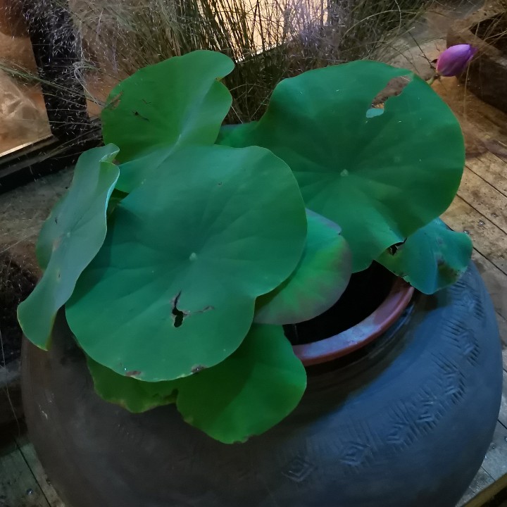 郑