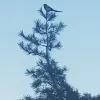 Avatar 1