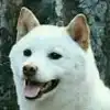 user-icon