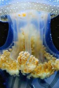 Meme 三井ガーデンホテル福岡祇園 クーポン