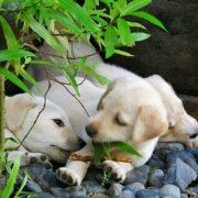 M8685**** 多倫多機場福朋喜來登酒店優惠