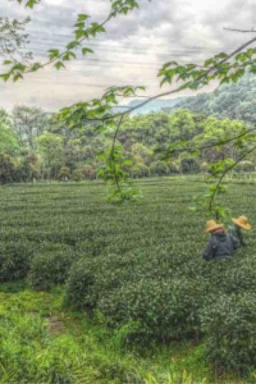 Cflaoba ホテルモントレ沖縄 スパ & リゾート クーポン