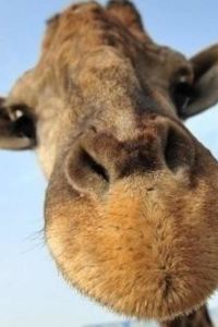 Shixingshixunzi 御宿　高砂 クーポン