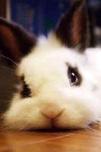 vivizhu1982 上海極樂湯川沙溫泉飯店優惠