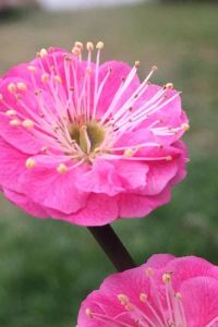 Jessyy 日光ステーションホテルクラシック クーポン